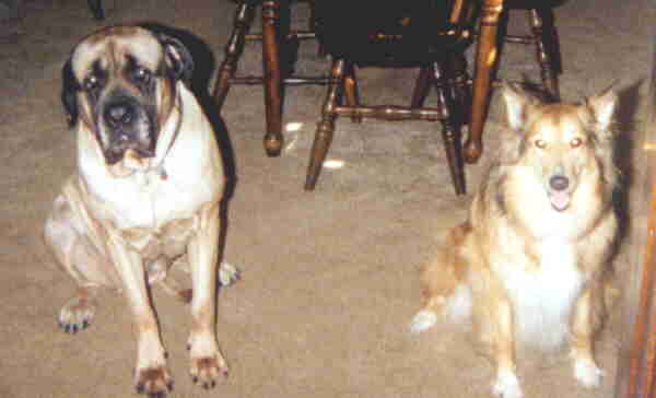 dogs.jpg (12633 bytes)